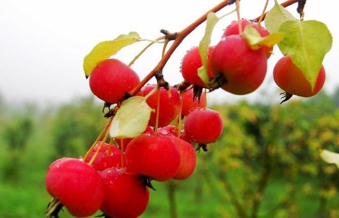 番石榴|女性不想提前衰老,建议吃三种食物,美容减肥,值得一试