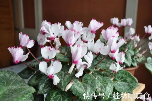 仙客来|4种花身材不大，花量却怪“吓人”，深秋花开一大片，美翻了