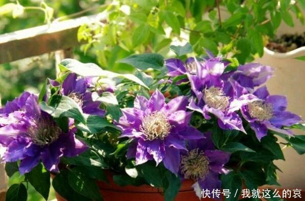 13种适合阳台养的紫色盆栽花,阳台养上几盆,天天“紫气东来”!