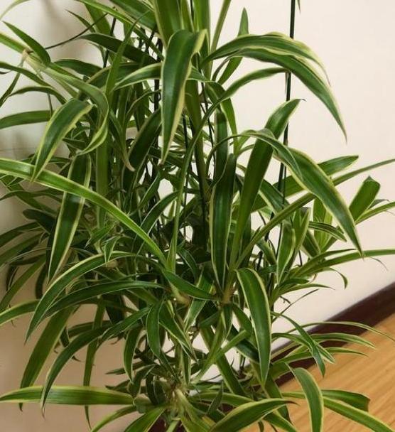 盆栽文竹、吊兰、发财树，枝叶过密招蚊虫该怎么办剪剪就变美