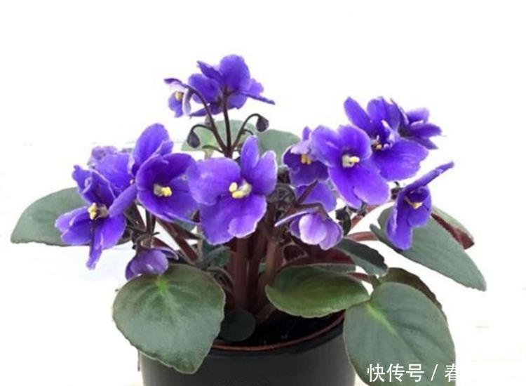 五种花一年到头开不停，四季天天有花看，叶美开花更漂亮