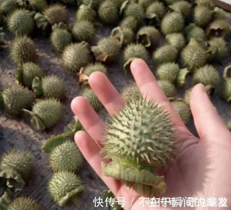 “曼陀罗”你认识吗?农村古老神秘宝贝!“一半天使,一半魔鬼”