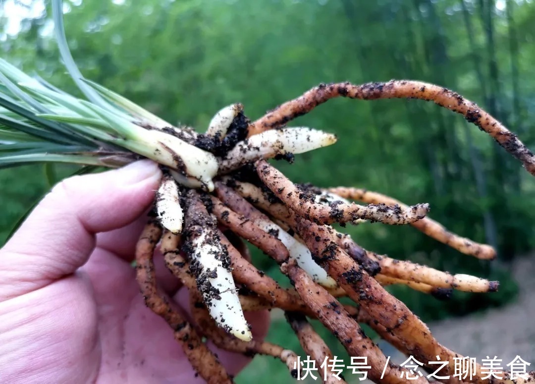 梅雨季节|梅雨季节室外养兰花,如何有效避免烂根?这个技巧值得收藏