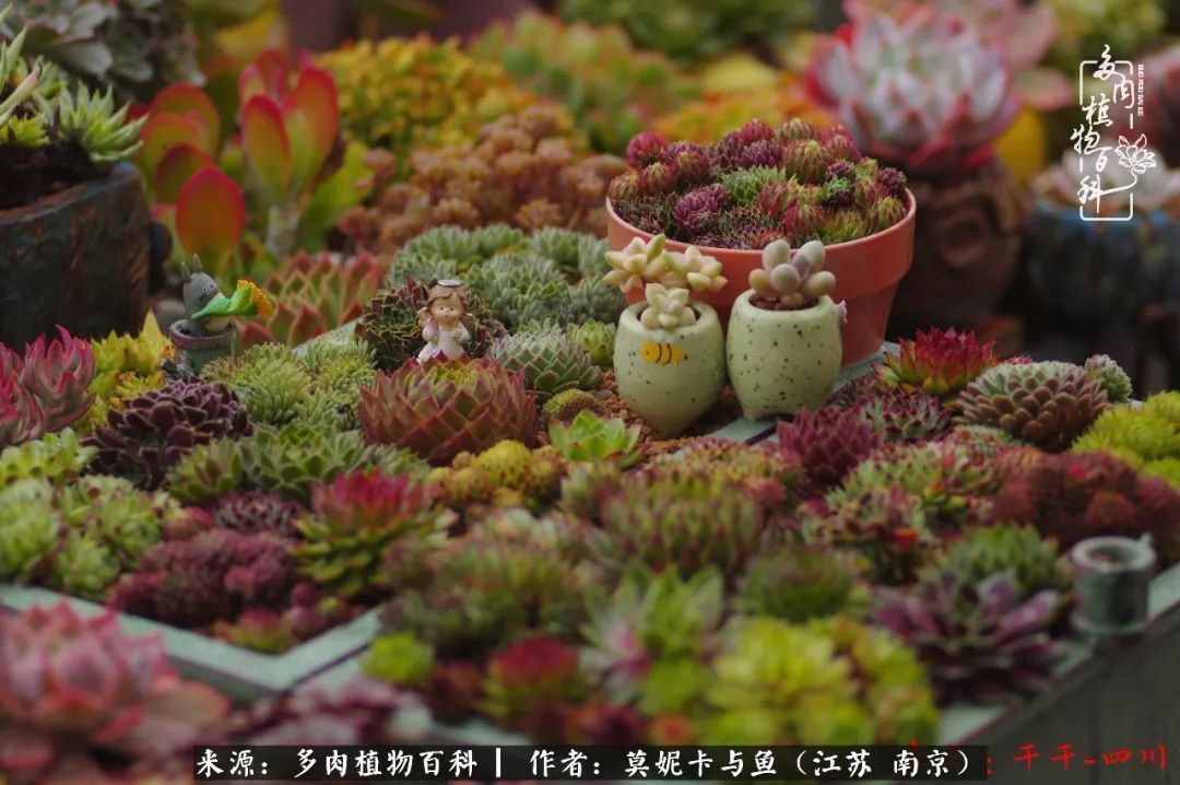 这多肉拼盘这么仙！如何制作达人手把手教你制作长生草拼盘！