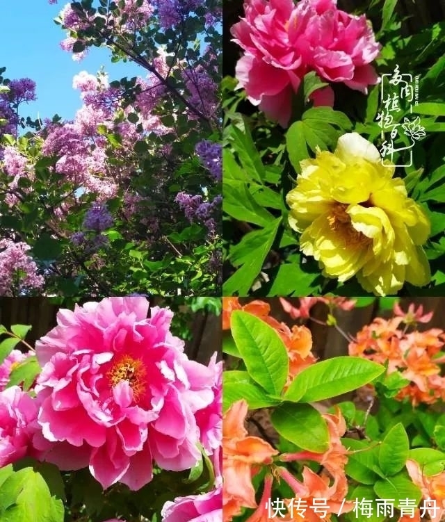 爱上多肉:何须浅碧轻红,自是花中一流!