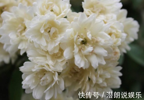 六倍利六倍利|这5款花卉，入秋便是“开花机器”，天冷也拦不住，枝头窜满花苞