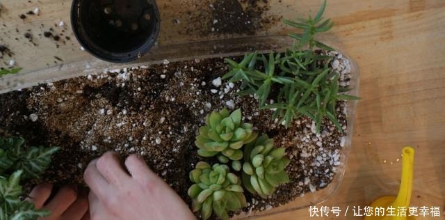 马桶盖一掀,水箱上种花除异味,垫上一条旧毛巾,一整年不要浇水!