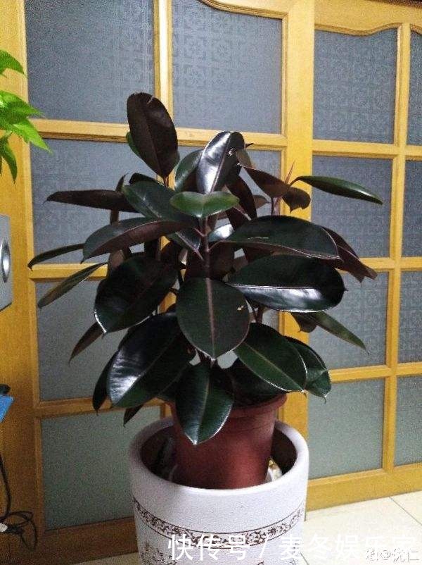 橡皮树|好花都是浇死的，10种常见花，浇水别太勤快！