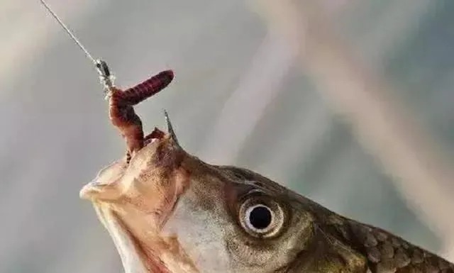 蚯蚓钓鱼不能乱用,教你正确的方法,让你轻松获鱼,实用