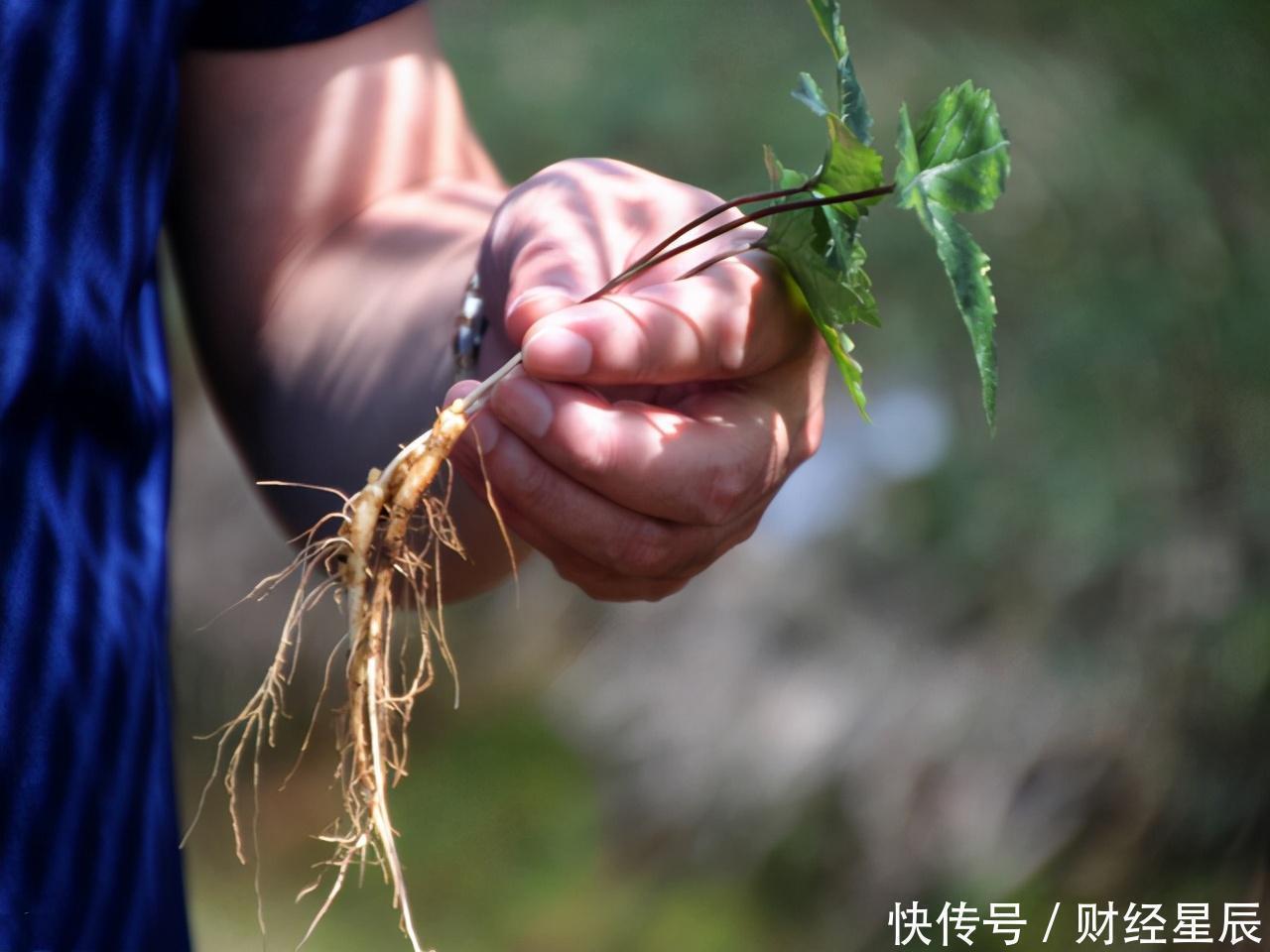 气血|肝病医生经常吃这3种养肝的好食材，你的肝脏会被“养”得更好