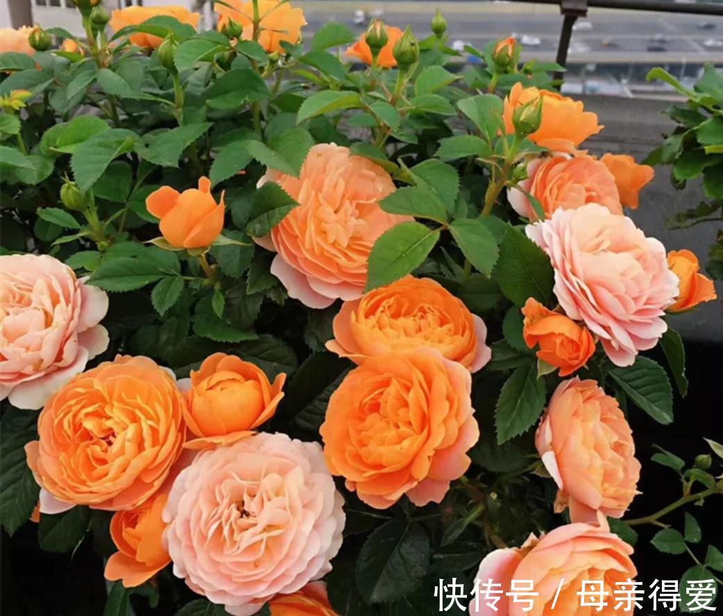 阳台党花友养月季,这两款是首选,节省空间,开花勤快