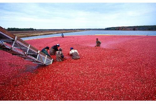  特别|人称“北国红豆”，采摘方式特别，一斤90元，农民为何不种？