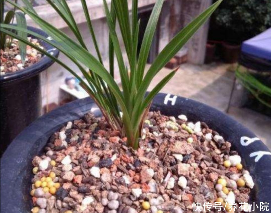 花盆里放3种“小东西”,盆土通透性好,避免出现烂根