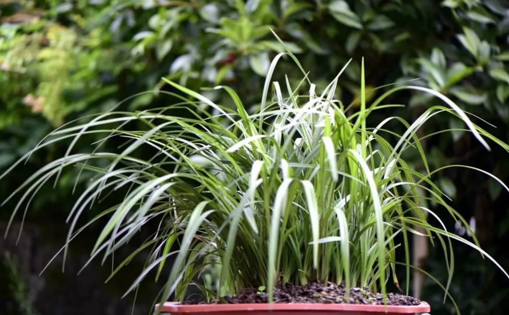 兰友|兰花怎么养到爆盆?三点诀窍,知道就很容易了