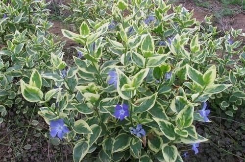 4种喜阴花,家里光照不好也能养,叶子比花还漂亮,是盆栽佳品