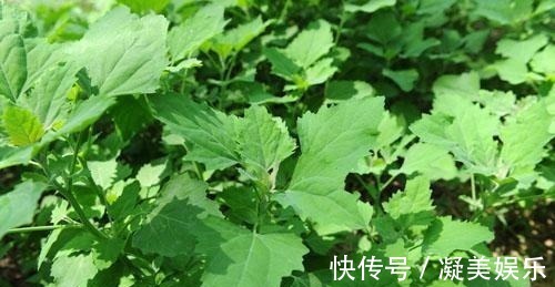 灰灰菜|最常见的一种野菜,可祛湿、解毒、除口臭、有效解决便秘!
