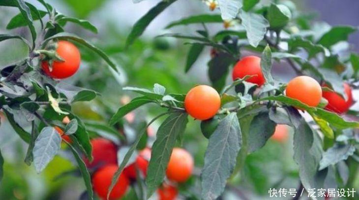 果实|养花就养4种花,家里养一盆,花开富贵华丽,多姿多彩