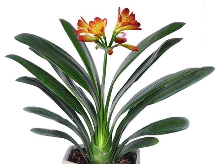 室内找个盆养这三种花,冬天难养好,室内条件不好就别养