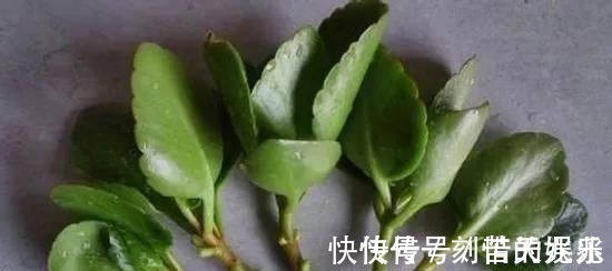 蟹爪兰|养花爱好者看过来这15种花现在“扦插”，生根快，一个周就长芽