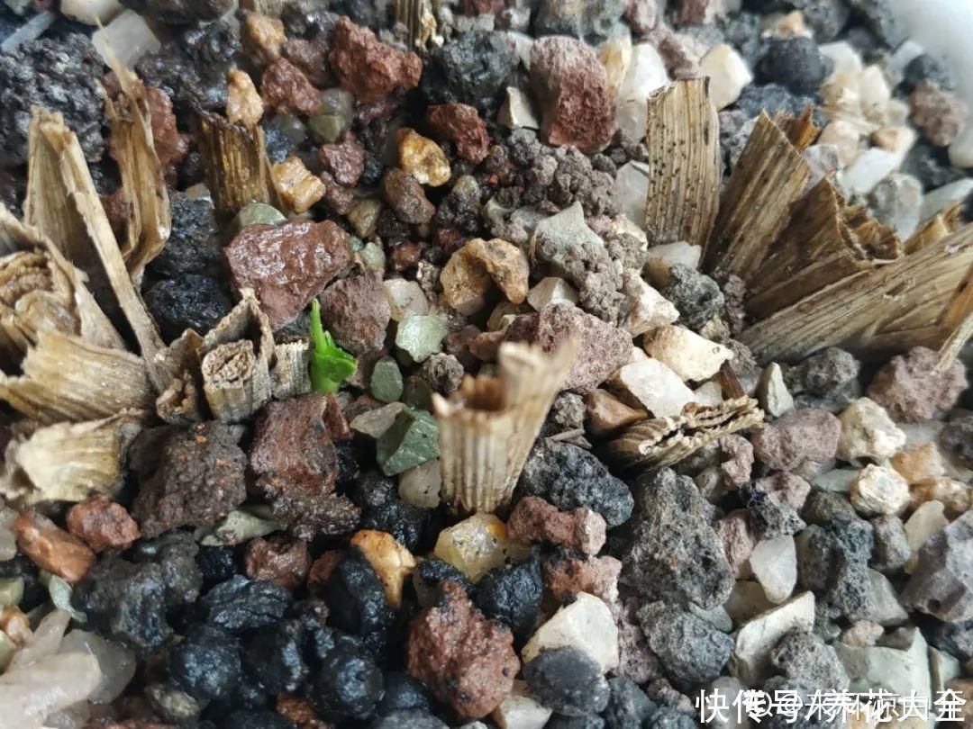 月季|养花“黑名单”实在太难养，心累