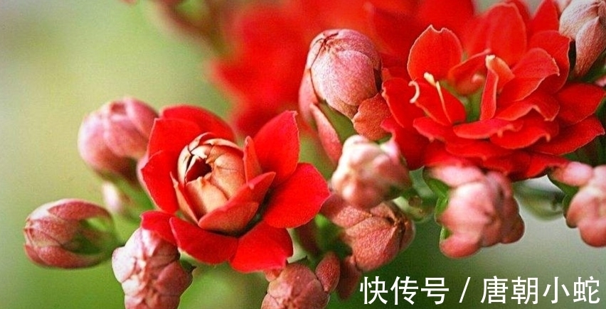 天增岁月人添寿,福寿吉庆长寿花