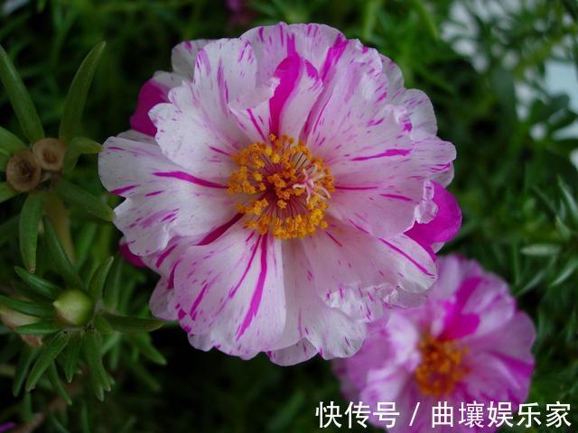 太阳花怎么扦插教你“1招”,7天生根,10天开花,秋季扦插刚好
