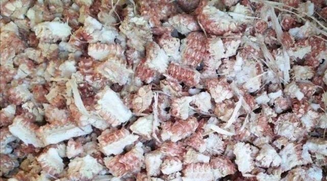 王叔养的君子兰，“壮如牛”，原来用了“老3样”，花大色艳！