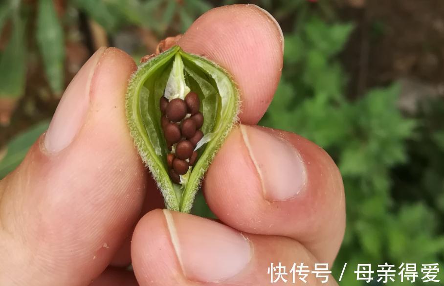简单又好养的3种花卉,其中一种被毛爷爷赞赏
