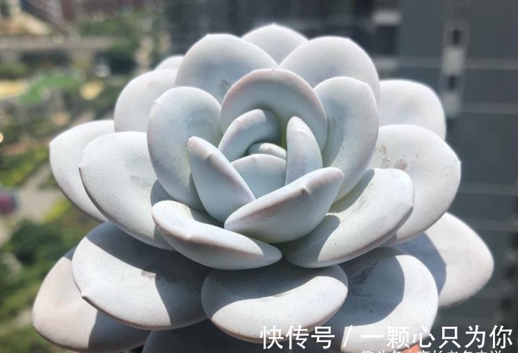 多肉雪凤茎秆粗壮，叶片又白又通透，你有没有看出它的来历？