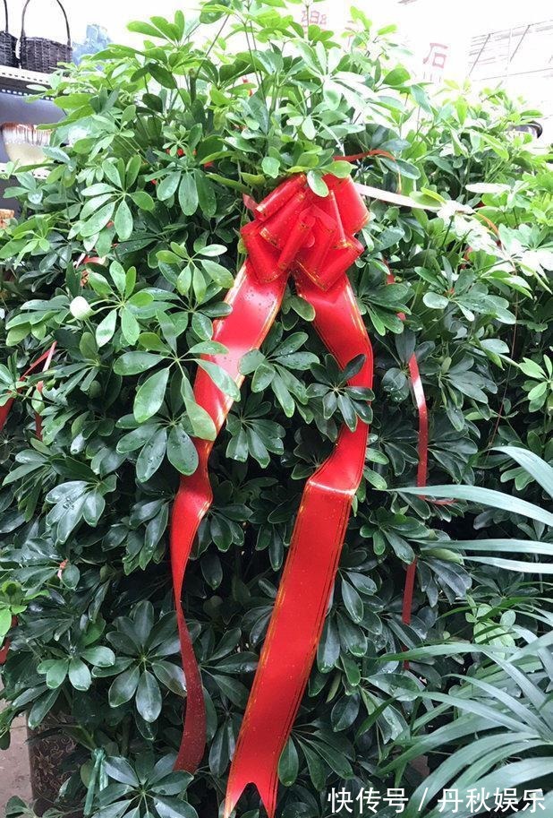 铜钱草|6种“聚财花”,养在家里好兆头,漂亮又大气,还有好运满满