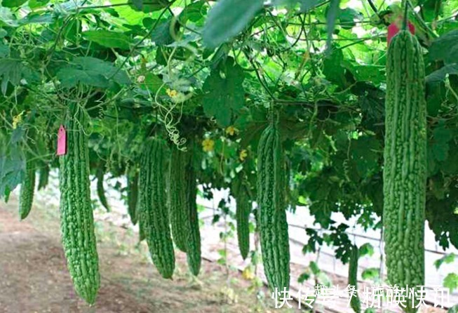 禁忌|让人倒下的不是病,而是无知!吃苦瓜的一大禁忌,大家来了解下