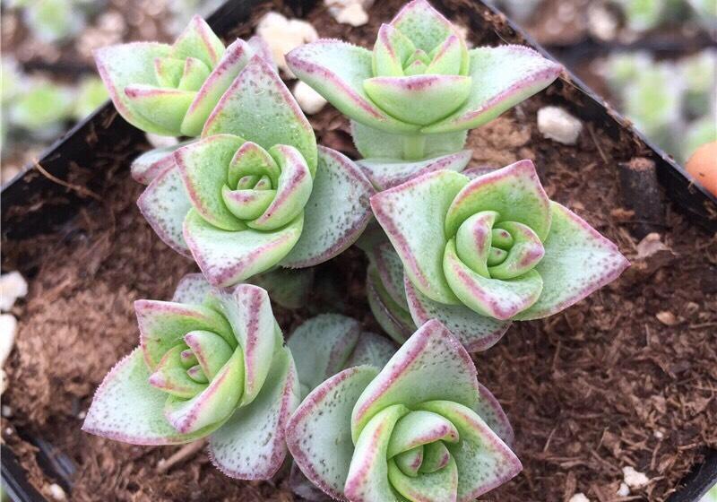 叶片|多肉植物当中最像的三兄弟，一个高贵，一个富贵，一个娇贵