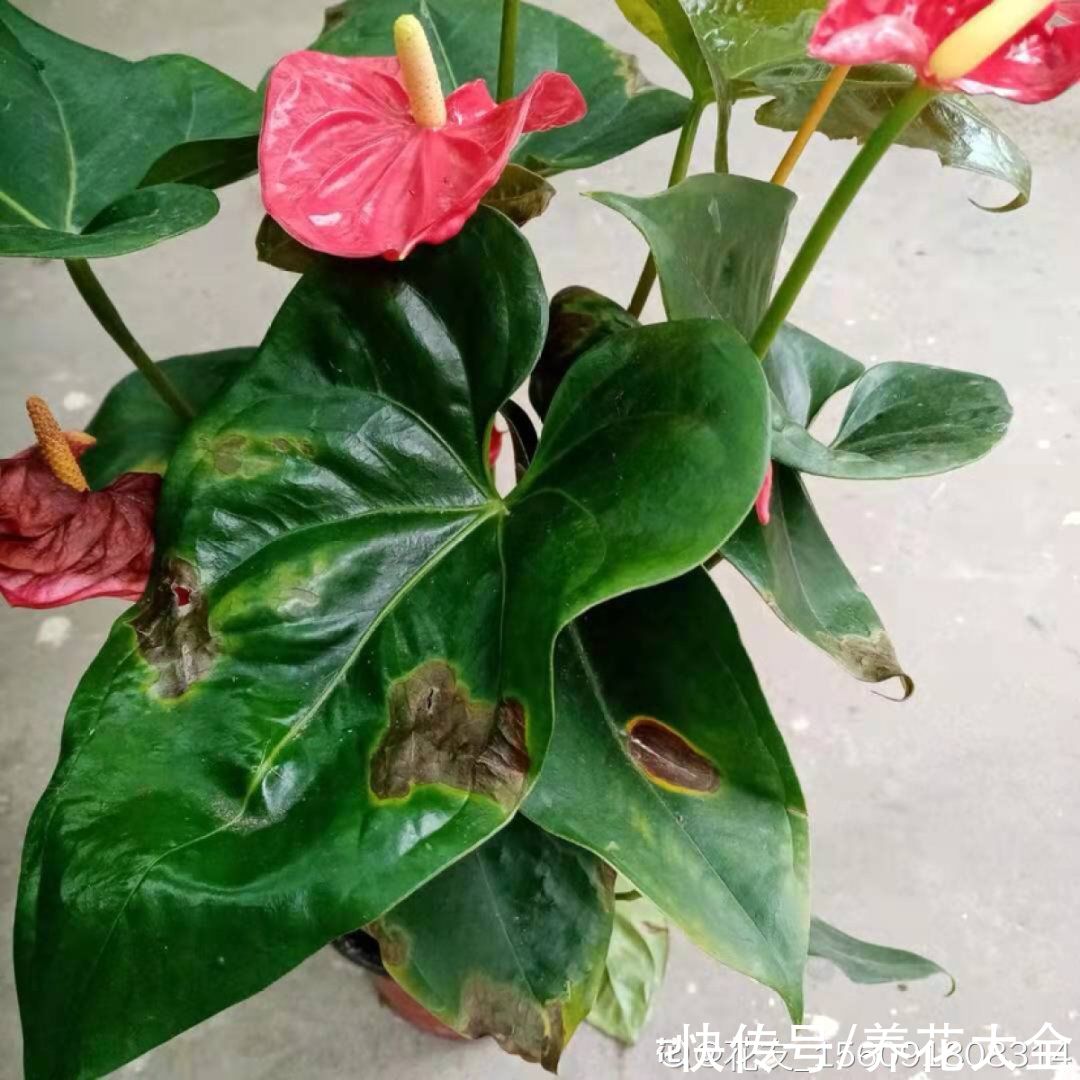 10种“怕晒花”,越晒死越快,半阴地儿反倒长得旺