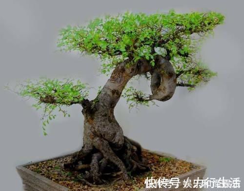 老桩|农村常见的黄荆和山榆适合做盆景吗,采桩时要注意什么