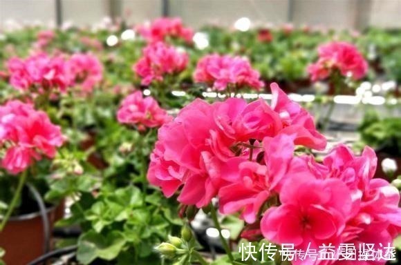 红女巫|此“花”一年开花好几次,花朵漂亮似玫瑰,养在阳台路人都夸美!