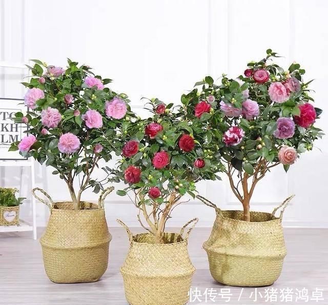 银杏树|聪明人爱养这八种“守家树”，护宅吉祥保平安，养好了都是传家宝