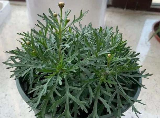 想在家里养养花,新手应该如何选购合适的花卉