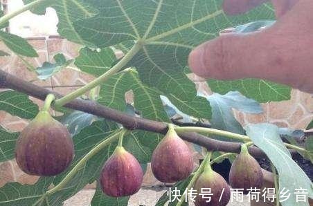 树枝|做无花果扦插，时间一定要“掐准”，插一棵活一棵，不愁没吃的！