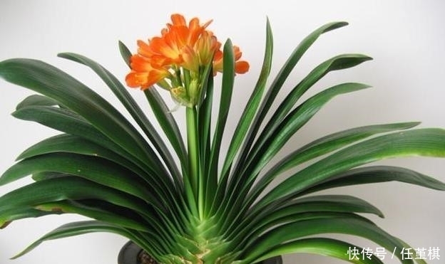 施肥|牛人给君子兰这样施肥，半个月一次，长势很猛花开爆盆，涨知识了