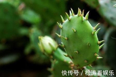 仙人掌|仙人掌烂根不用怕，这样处理一下，轻松长出大白根
