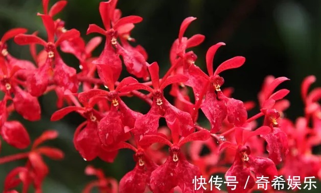 养花养个艳丽的,开花像是火焰,想养好做到三点就好