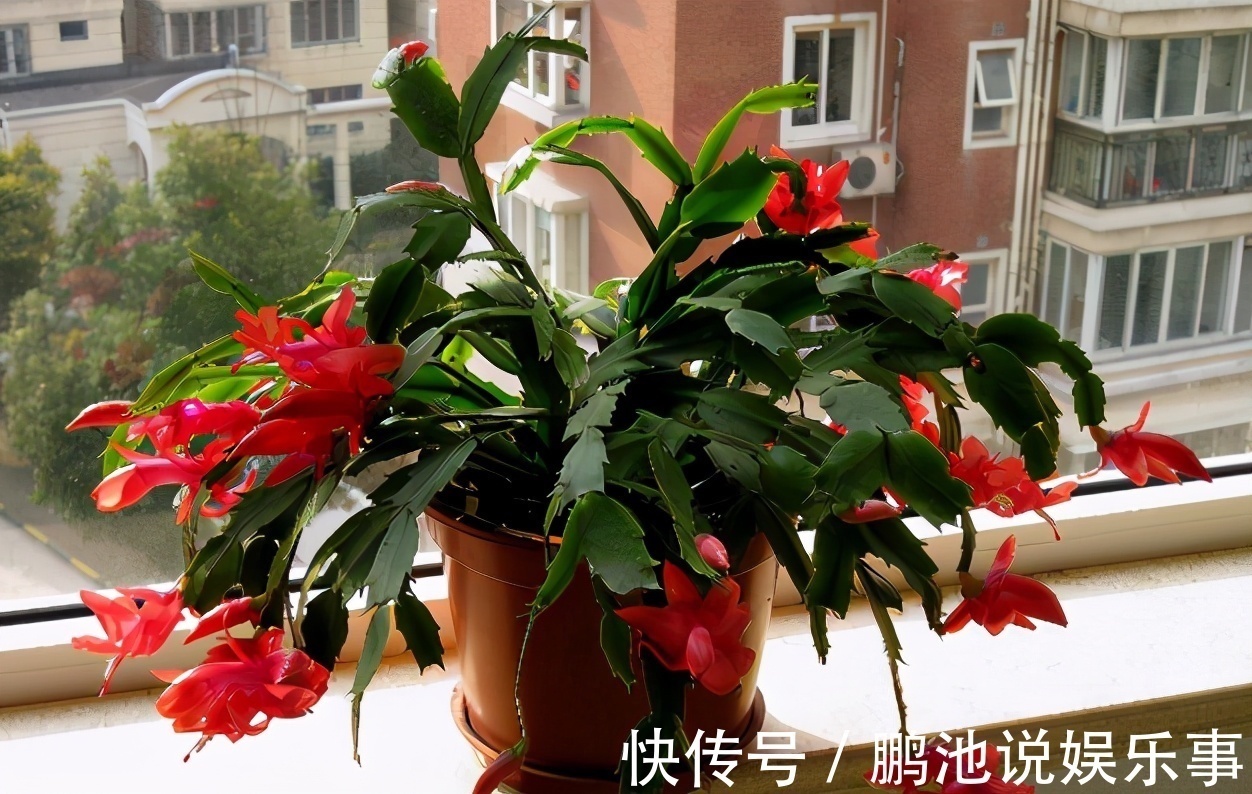 花肥|野外随便捡回家的松针,需要经过哪些“加工”才能养花补肥?