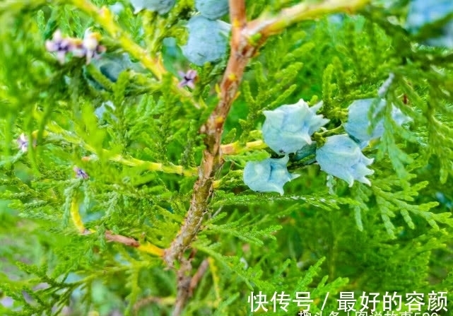 扁柏|旅行识花,它开花像花又似果,墓地陵园最多却少有人见过它