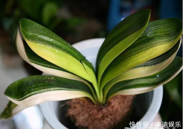 君子兰分“公母”?满足三要素,叶片青翠如折扇,清香宜人小半年