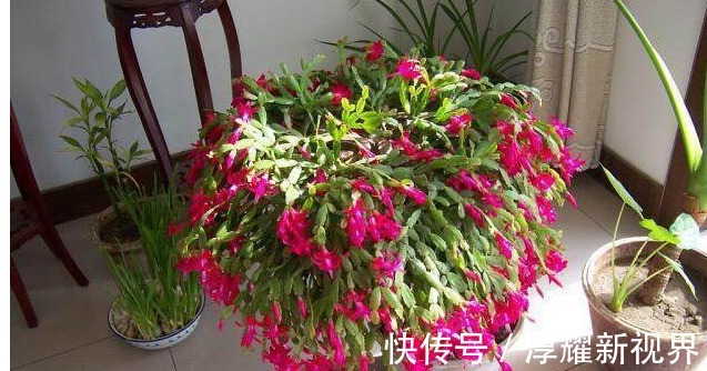 叶片|君子兰、长寿花、蟹爪兰总不开花，可能盆里缺点它，加一点就开花