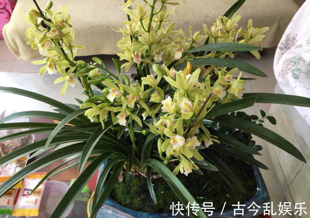 天竺葵|适合秋天养的12种花，耐阴又耐寒，秋冬长得更精神