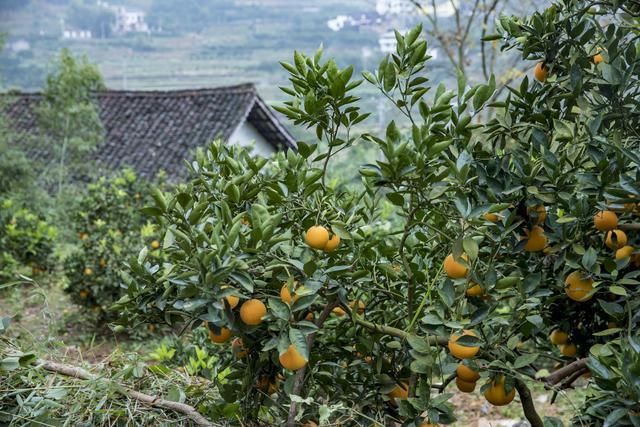 民宿|旅游新宁看崀山丹霞、采脐橙、住民宿，一篇文章助你轻松玩