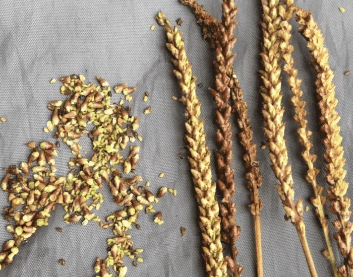 车前草|医生提醒车前草浑身都是宝，可惜很多人不知道，现在知道还不晚