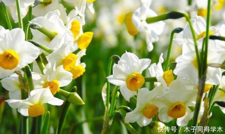 家养几款,花开繁盛花香怡人,雍容华贵,养护简单