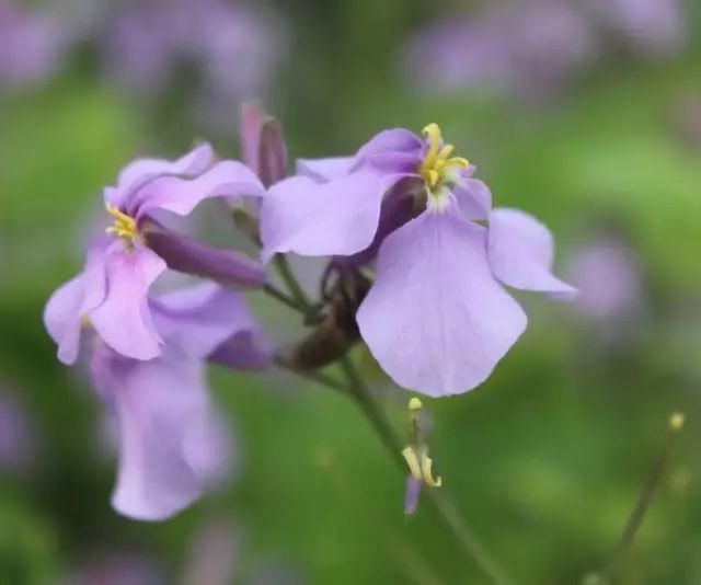 紫罗兰花景
